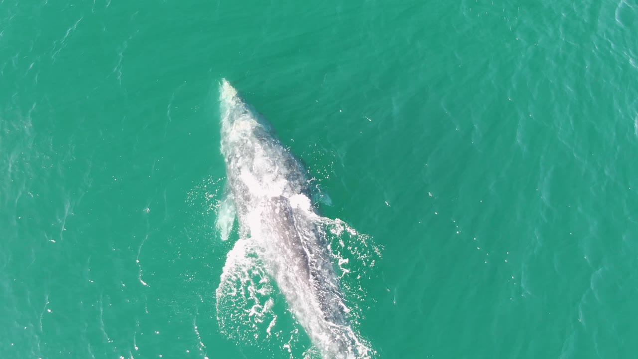 At Buzzards Beach, Baja California Sur, the humpback whale is viewed from overhead with its back partly visible and white foam forming along one side, with no visible people.