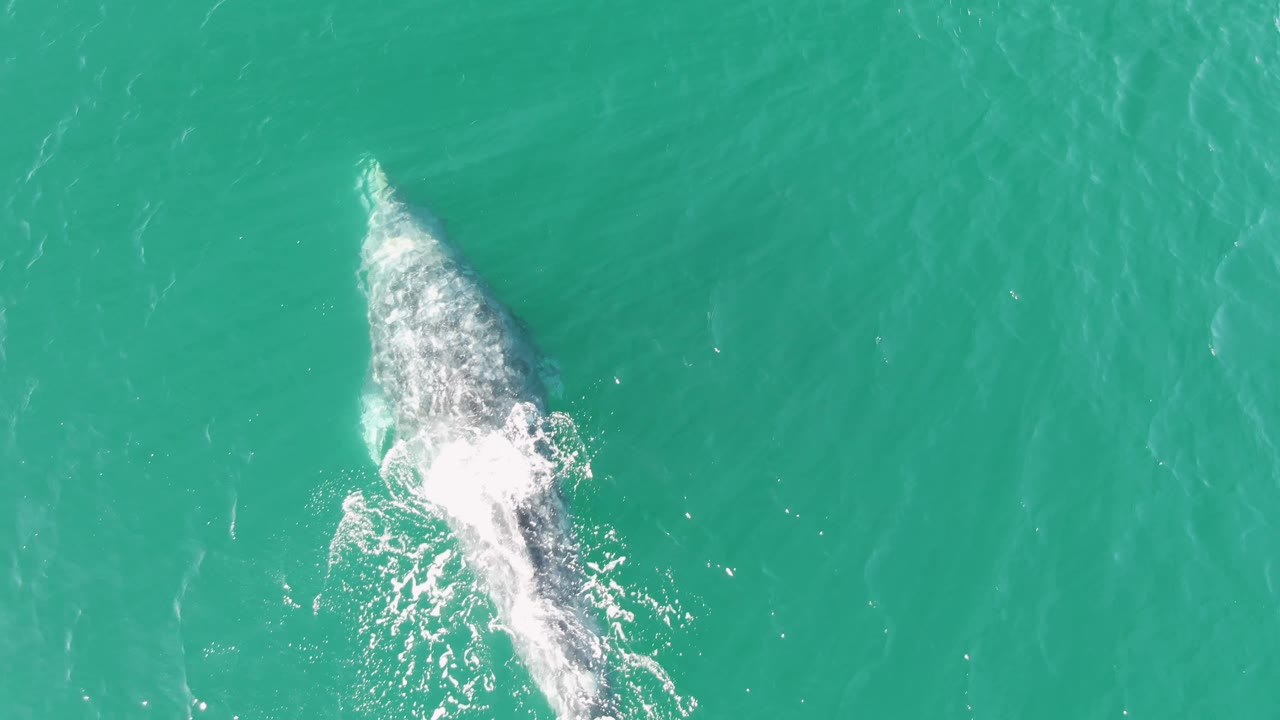 Whale body partly submerged with white surface turbulence in turquoise water.