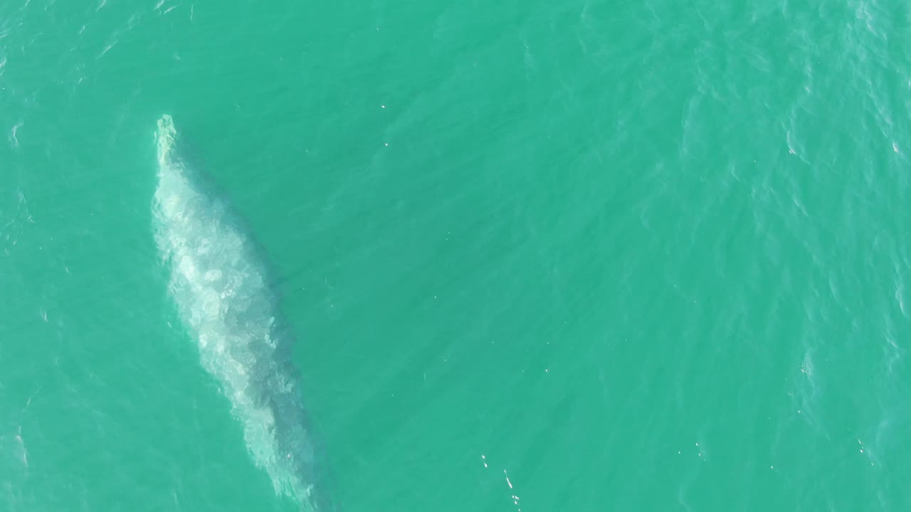 Whale shape below turquoise water with white wake