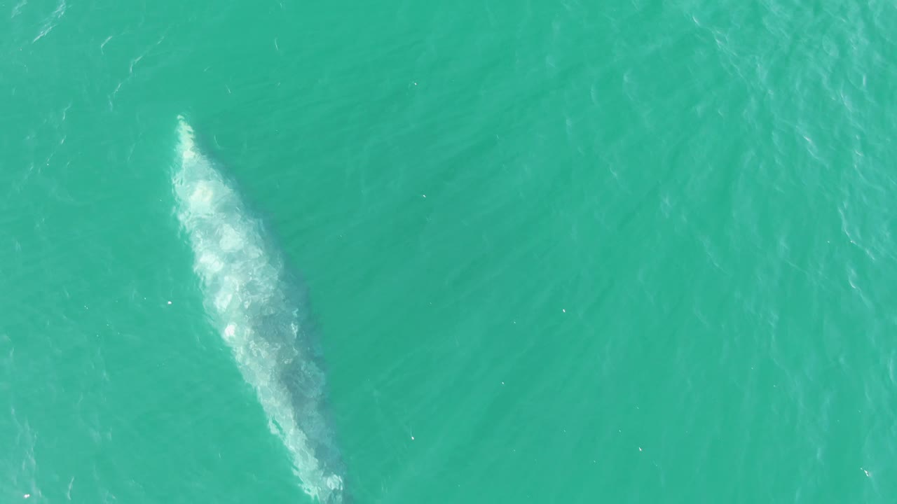 At Buzzards Beach in Baja California Sur, the whale appears farther across the overhead frame, with its pale back blurred under the water and no visible people.