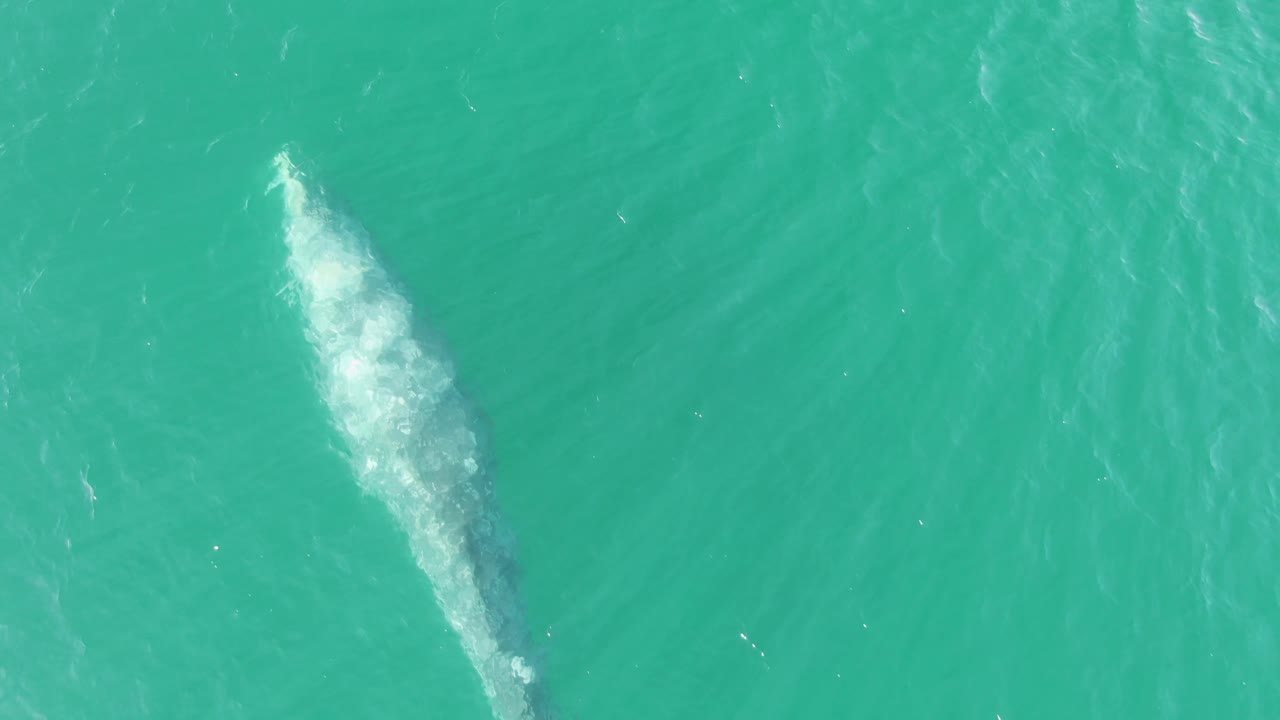 At Buzzards Beach in Baja California Sur, the whale's foamy trail is bright against the turquoise sea as the animal remains partly hidden below the surface, with no visible people.