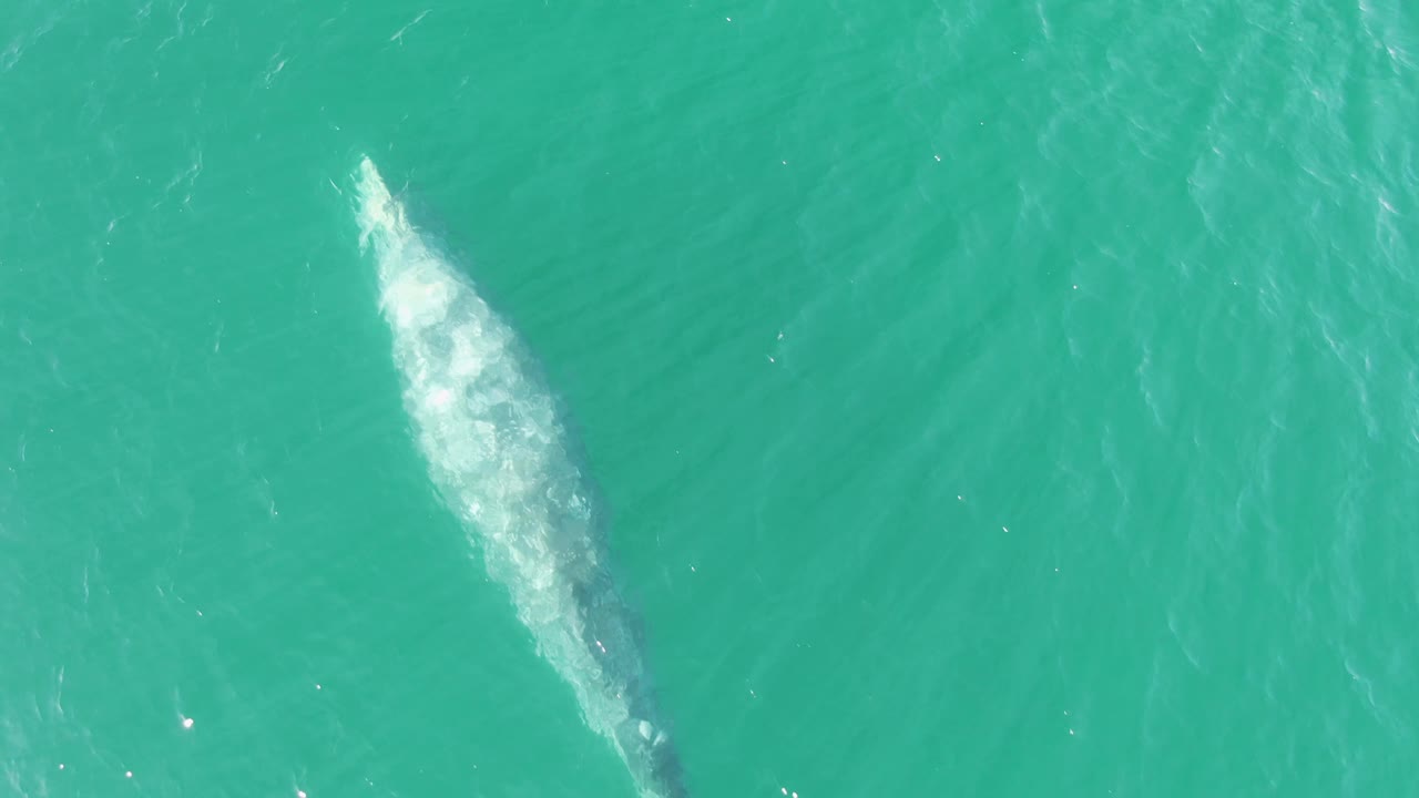 At Buzzards Beach in Baja California Sur, the whale sits low in the overhead frame with a wider field of green-blue water around it and no visible people.
