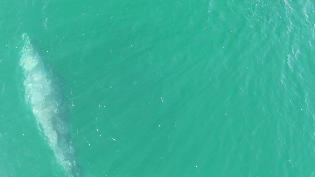 Whale just below turquoise ocean surface with white bubble trail