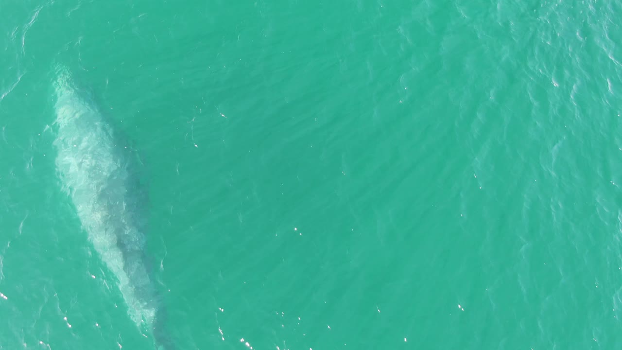 At Buzzards Beach, Baja California Sur, the whale appears deeper in the overhead view as a pale foam trail spreads across the turquoise surface, with no visible people.