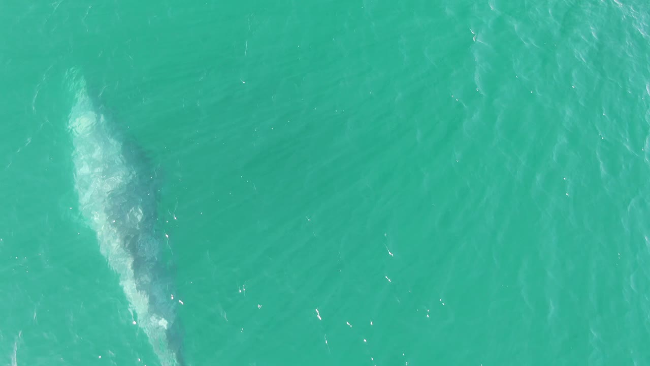 At Buzzards Beach, Baja California Sur, the whale's dark body is faintly visible below a brighter white surfacing trace in open turquoise water, with no visible people.