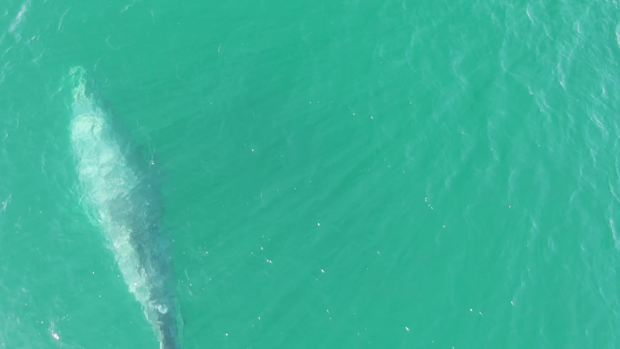 At Buzzards Beach, Baja California Sur, the whale is near the left edge of the overhead frame, where white bubbles break over its darker body under the turquoise water and no visible people appear.