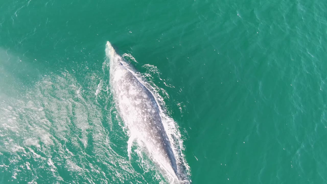 Whale near the surface in turquoise ocean water with white wake