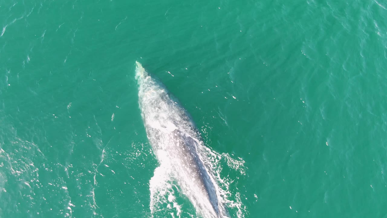 At Buzzards Beach in Baja California Sur, the whale sits more centrally in clear turquoise water, with a bright streak of foam tracing one side and no visible people.