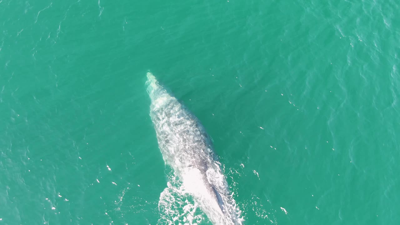 At Buzzards Beach in Baja California Sur, the whale angles through the upper-right part of the turquoise water while white spray gathers near its head and no visible people appear.