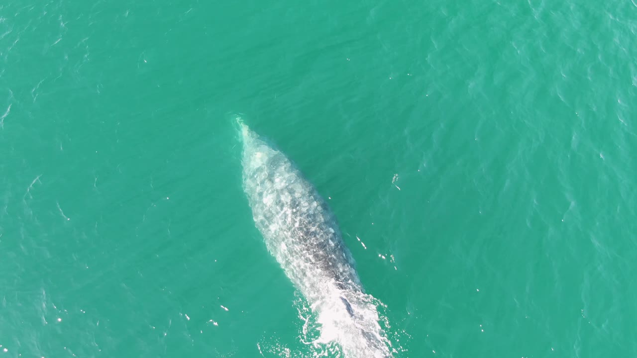 At Buzzards Beach in Baja California Sur, the whale is partly submerged lower in the frame, leaving a softer white disturbance behind it in turquoise water and no visible people.