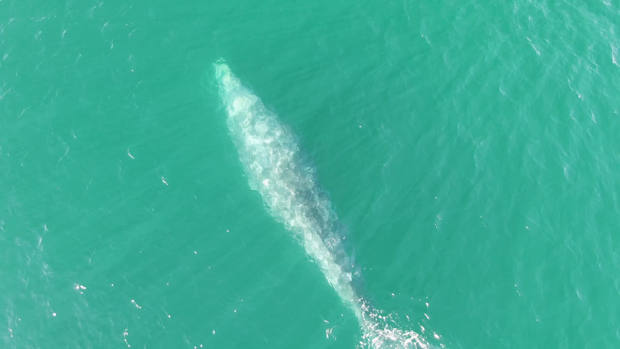 At Buzzards Beach in Baja California Sur, a whale is seen from overhead beneath turquoise water, with a white wake forming near the lower tail area and no visible people.