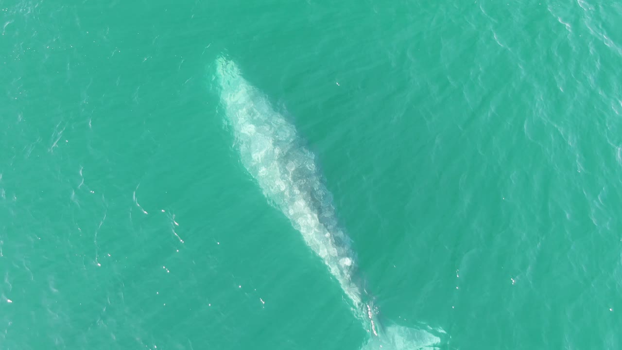 At Buzzards Beach in Baja California Sur, the whale remains visible below the surface near the center of an overhead turquoise water frame, with faint ripples around its body and no visible people.