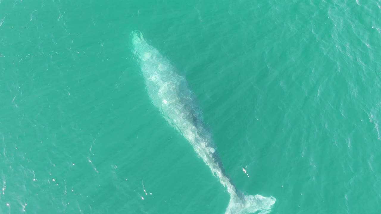 At Buzzards Beach in Baja California Sur, the whale appears diagonally below the turquoise surface, with bright foam near the tail at the lower edge and no visible people.