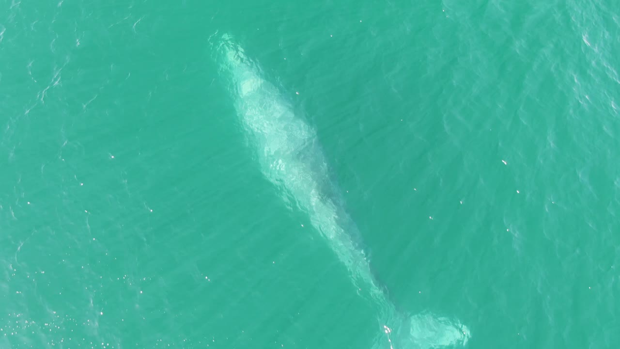 Whale beneath turquoise ocean water viewed from above.