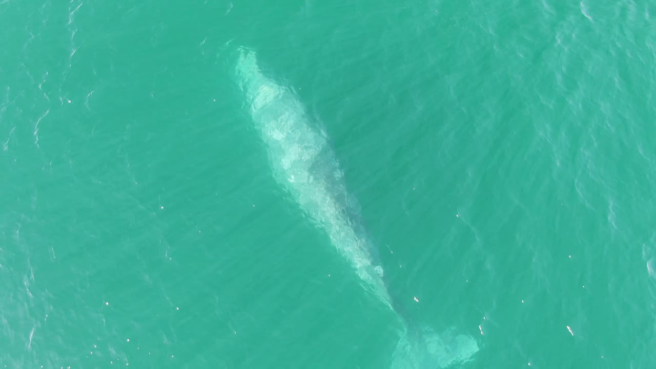 Overhead Buzzards Beach frame with the whale slightly more centered under pale turquoise water, surrounded by faint ripples and no visible people.