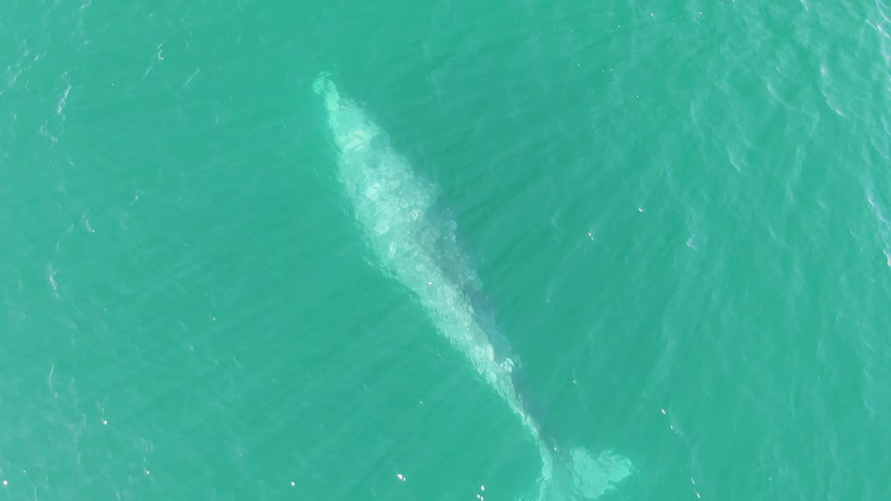 Aerial view at Buzzards Beach, Baja California Sur, with the whale angled through the upper part of the frame and a brighter disturbed patch of water near its tail, with no visible people.
