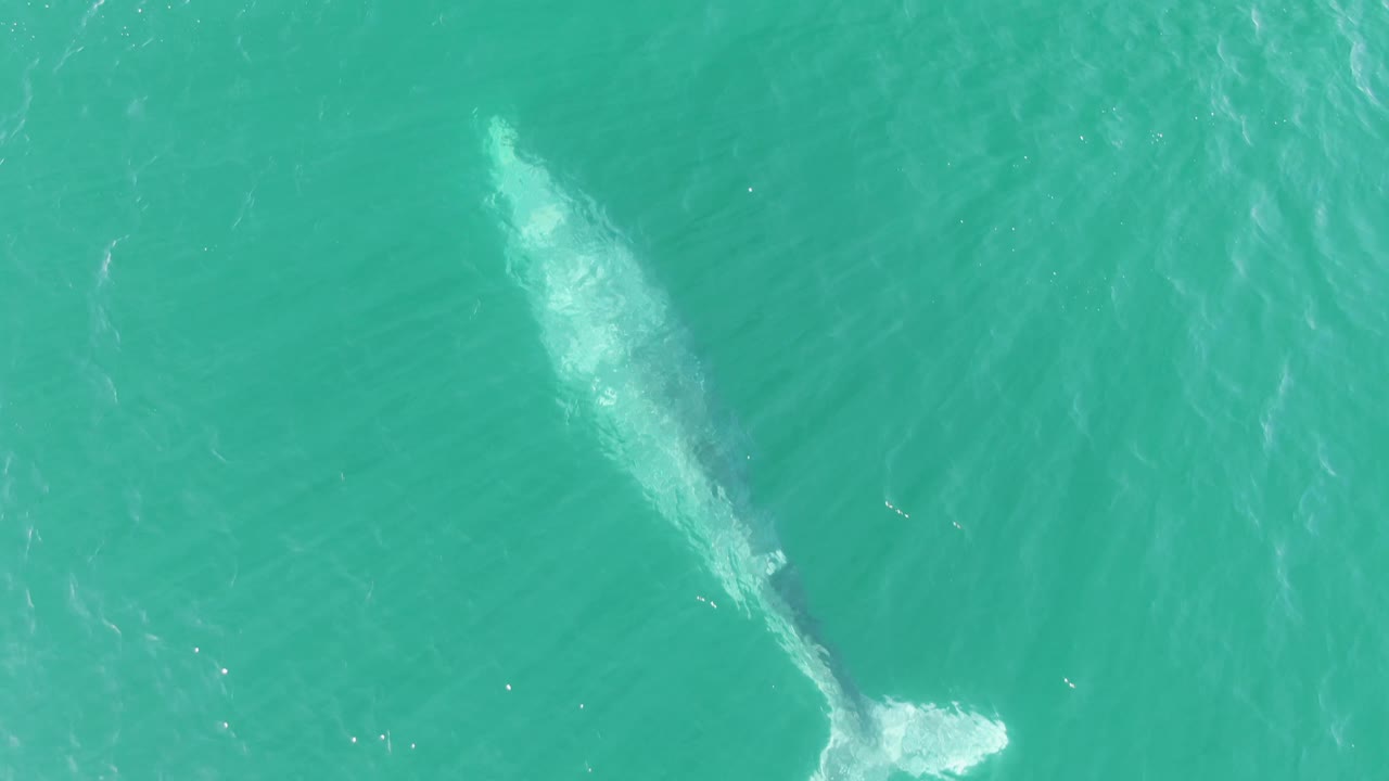 Overhead Buzzards Beach frame showing the whale lower in the composition beneath turquoise water, with a small white ripple patch near the bottom edge and no visible people.