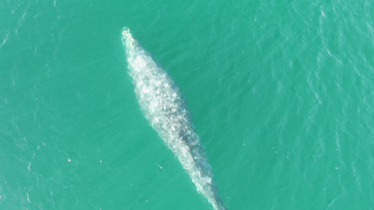 Whale just below turquoise ocean surface with white wake.