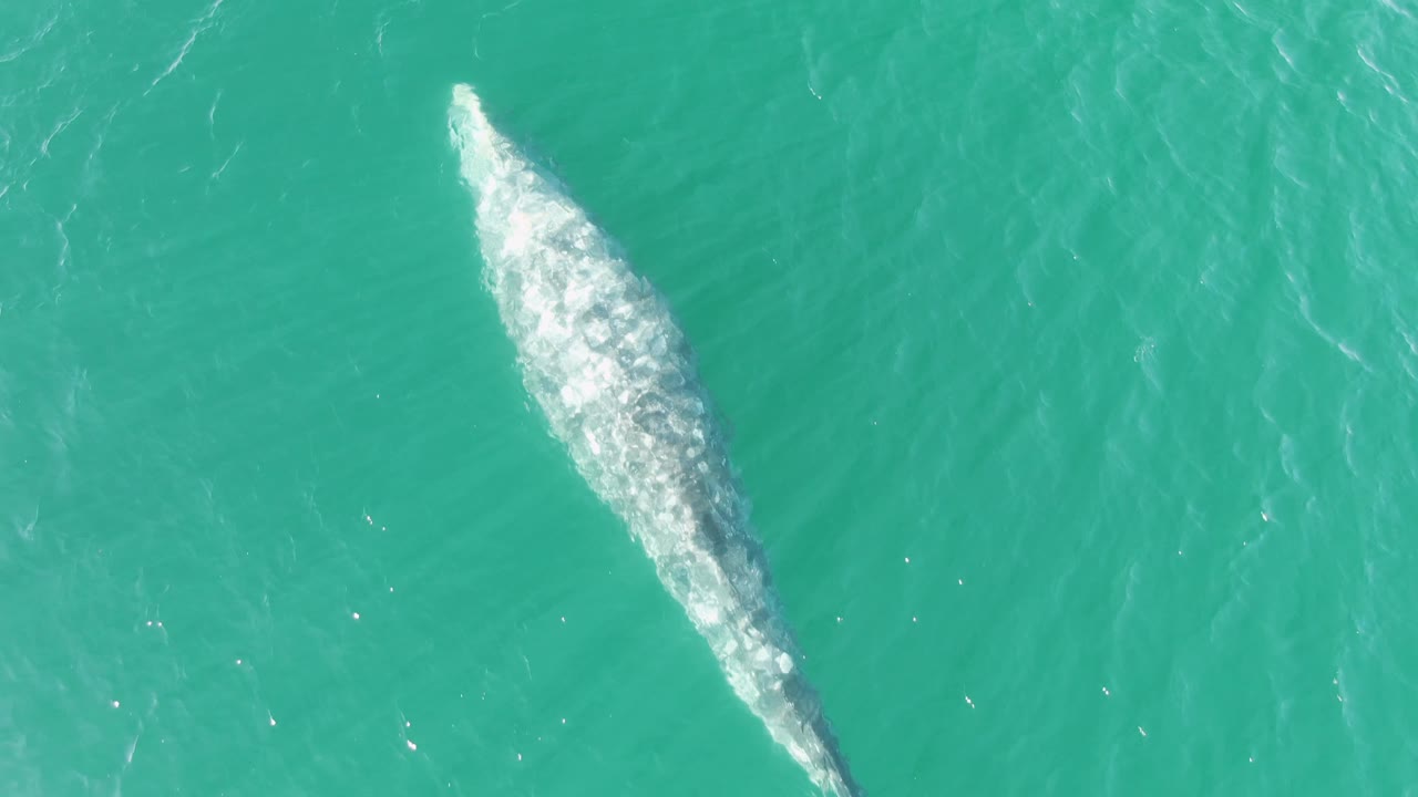 Overhead Buzzards Beach frame with the whale angled through turquoise water, its bright wake spread wider near the head and no visible people.