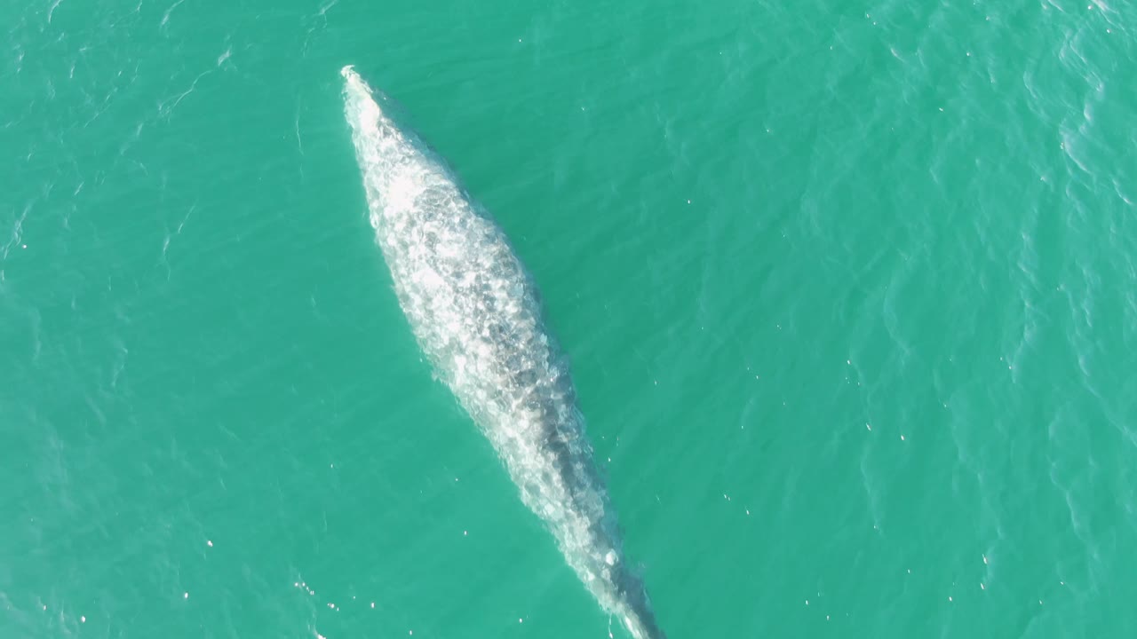 Aerial view at Buzzards Beach showing the whale continuing through clear turquoise ocean, with a narrow tailward shadow and no visible people.