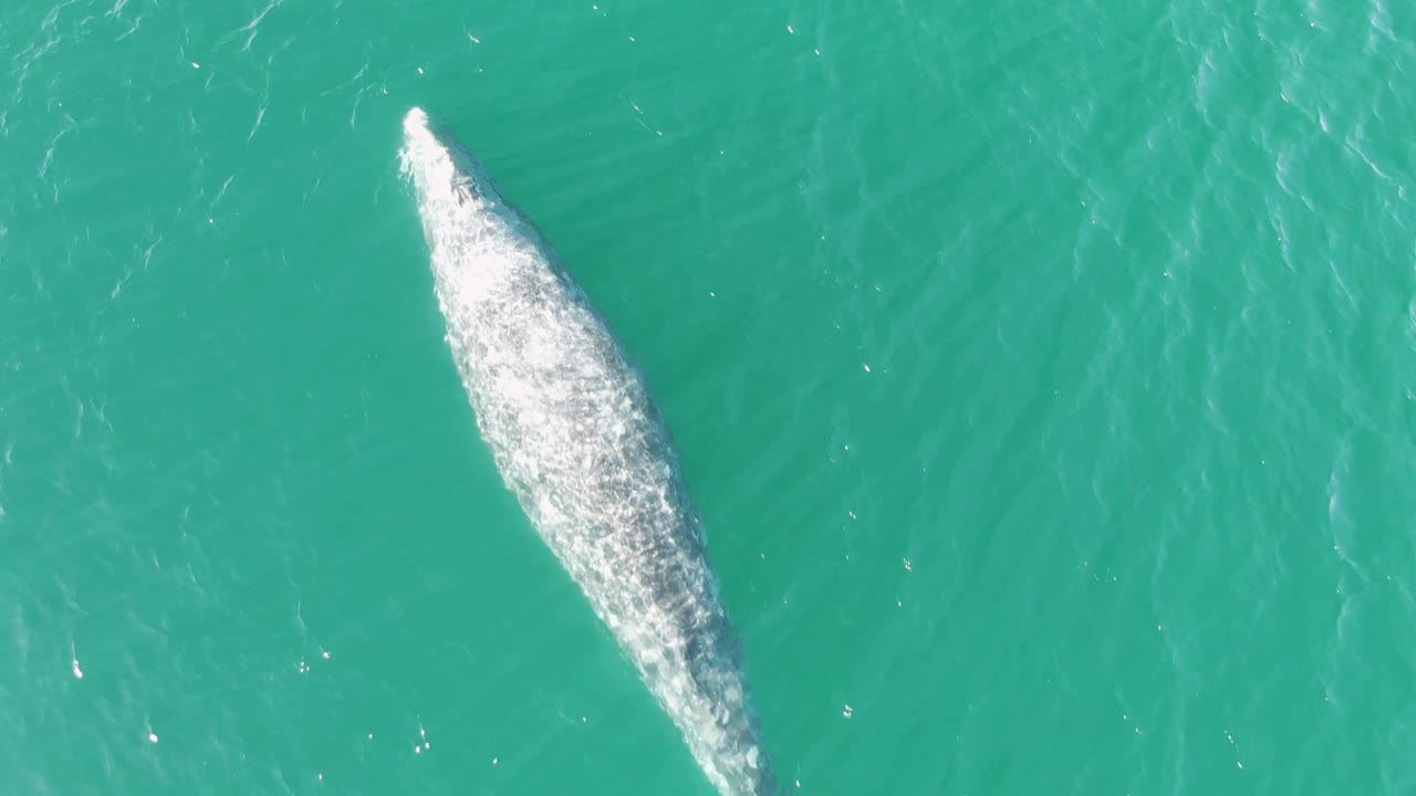 Overhead frame from Buzzards Beach with the whale partially lower in the composition, white turbulence marking its path through turquoise water and no visible people.