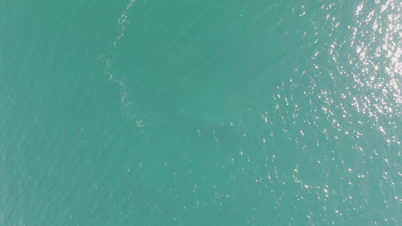 Overhead view of clear turquoise water at Buzzards Beach, Baja California Sur, with scattered sun reflections and a faint submerged marine animal shape near the left side, no visible people.