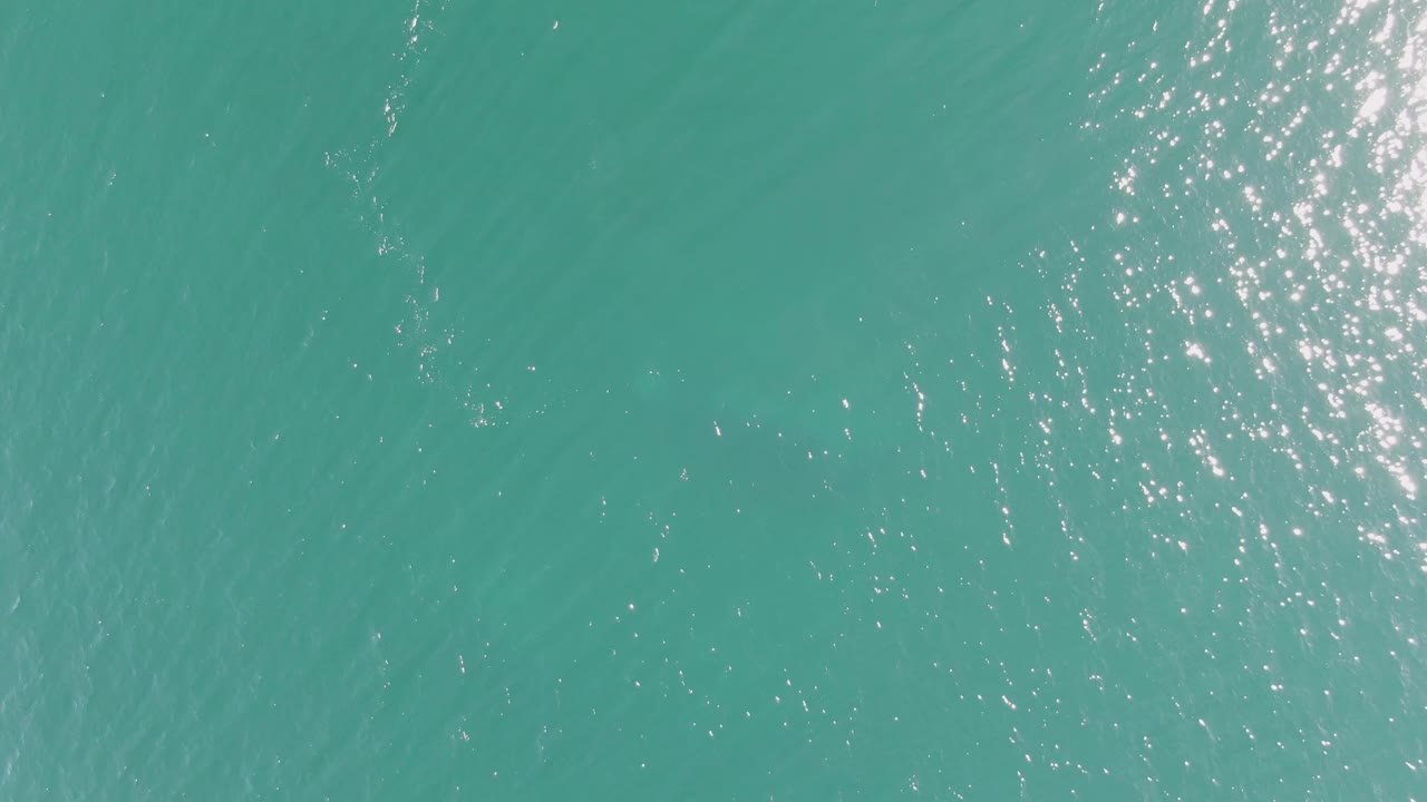 Clear overhead ocean water at Buzzards Beach with bright surface sparkles concentrated to the right and the submerged marine animal shape harder to distinguish below the ripples, no visible people.