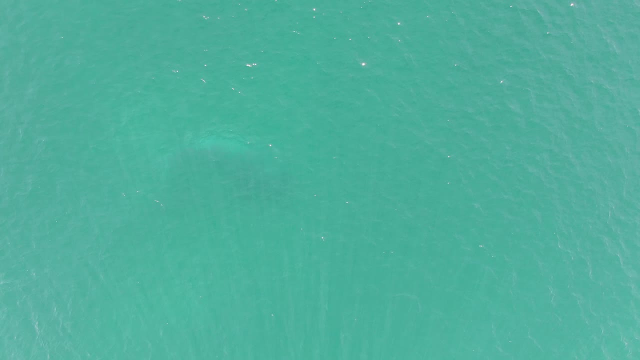 Overhead view of turquoise water at Buzzards Beach, Baja California Sur, with a faint submerged marine animal shape below the surface and no visible people.