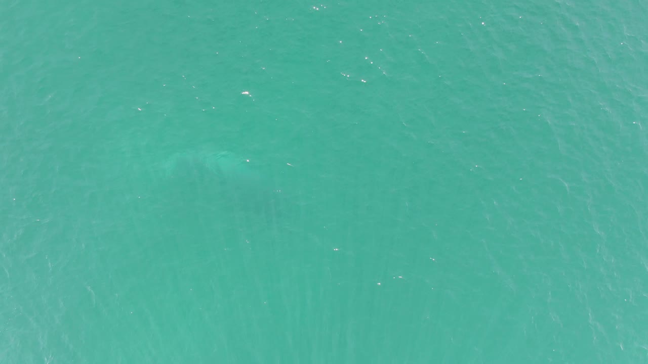 Mid-clip overhead frame from Buzzards Beach showing turquoise water, scattered sun glints, and a faint darker marine animal shape beneath the calm surface with no visible people.