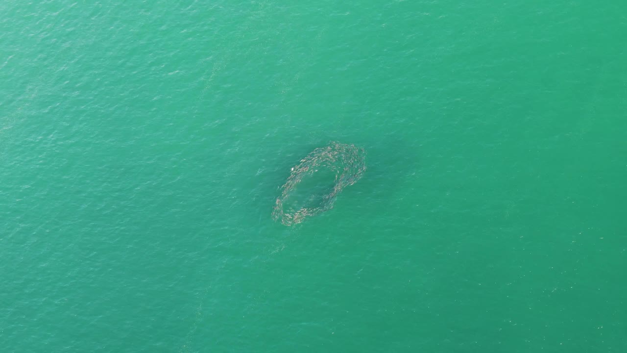 Opening aerial frame of a circular aquaculture net in turquoise water at Buzzards Beach, Baja California Sur, with no visible people.