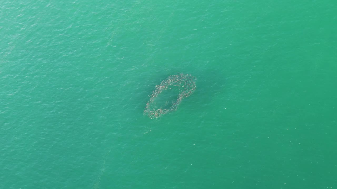 Aerial view one second in, showing the circular net slightly left of center in rippled Buzzards Beach ocean water with no visible people.