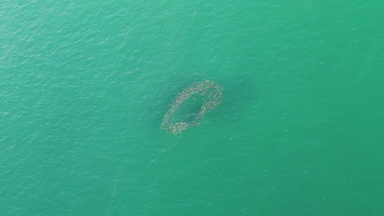 Overhead frame of the aquaculture ring on calm turquoise water in Baja California Sur, with brighter ripple texture across the upper water and no visible people.