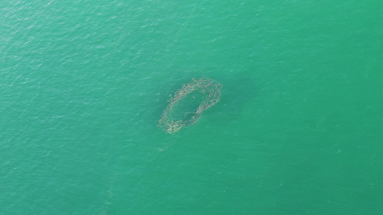 Circular net visible on open turquoise sea.