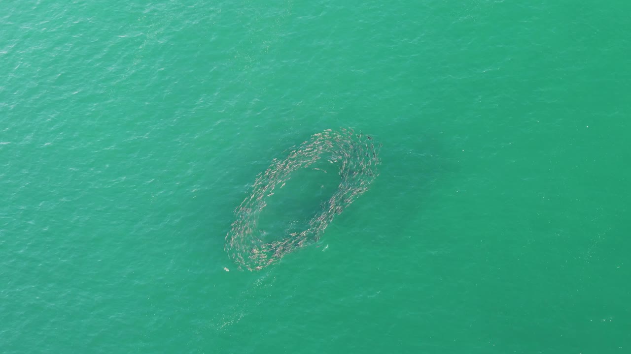 Overhead turquoise water with a small fish school forming an oval ring.