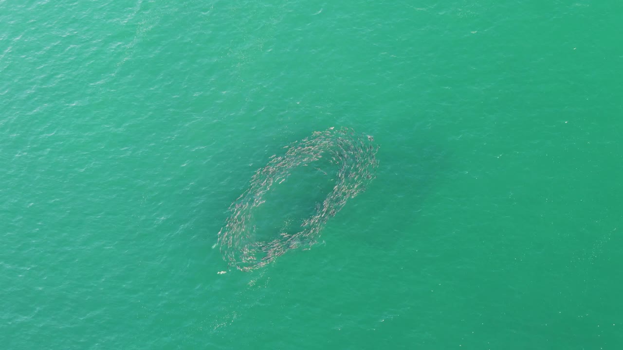 Overhead frame from Buzzards Beach, Baja California Sur, with the fish ring slightly more centered under a rippled turquoise surface and no visible people.