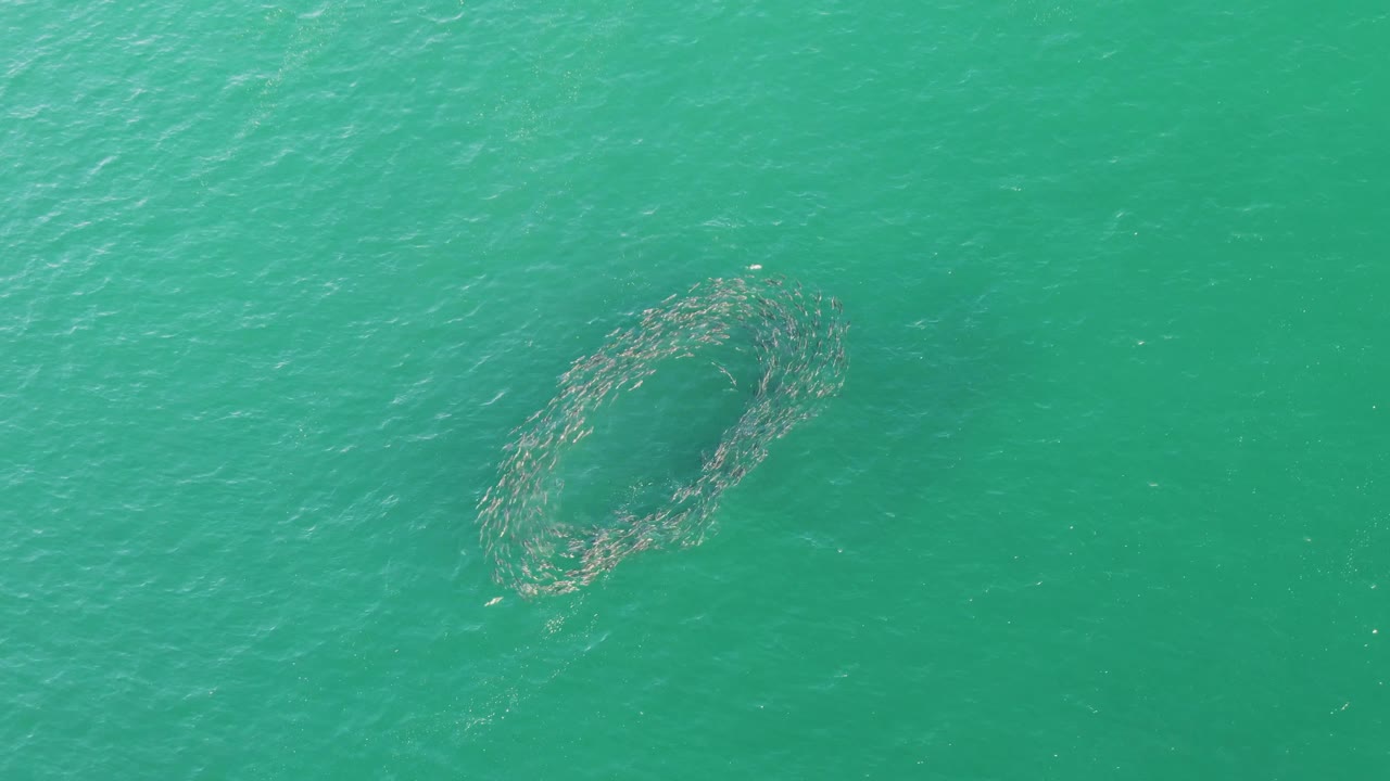 Straight-down view at Buzzards Beach, Baja California Sur, showing the fish school as an oval ring in green-blue ocean water, with no visible people or structures.