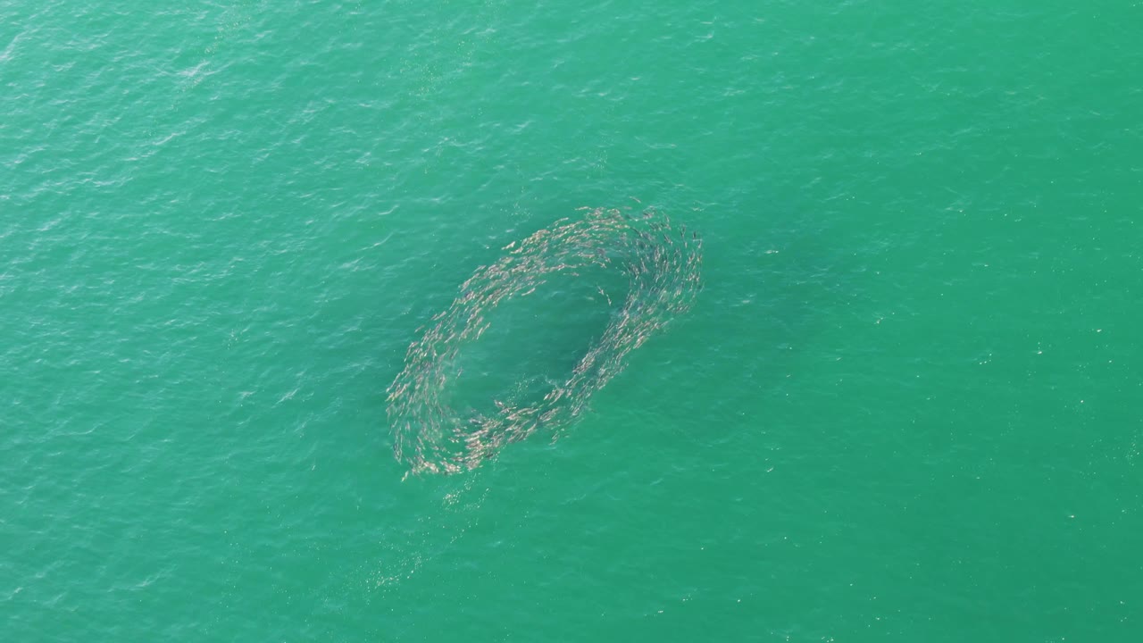 Overhead Buzzards Beach frame with the fish school forming a broad circular loop beneath turquoise water, no visible people, vessels, or shoreline.