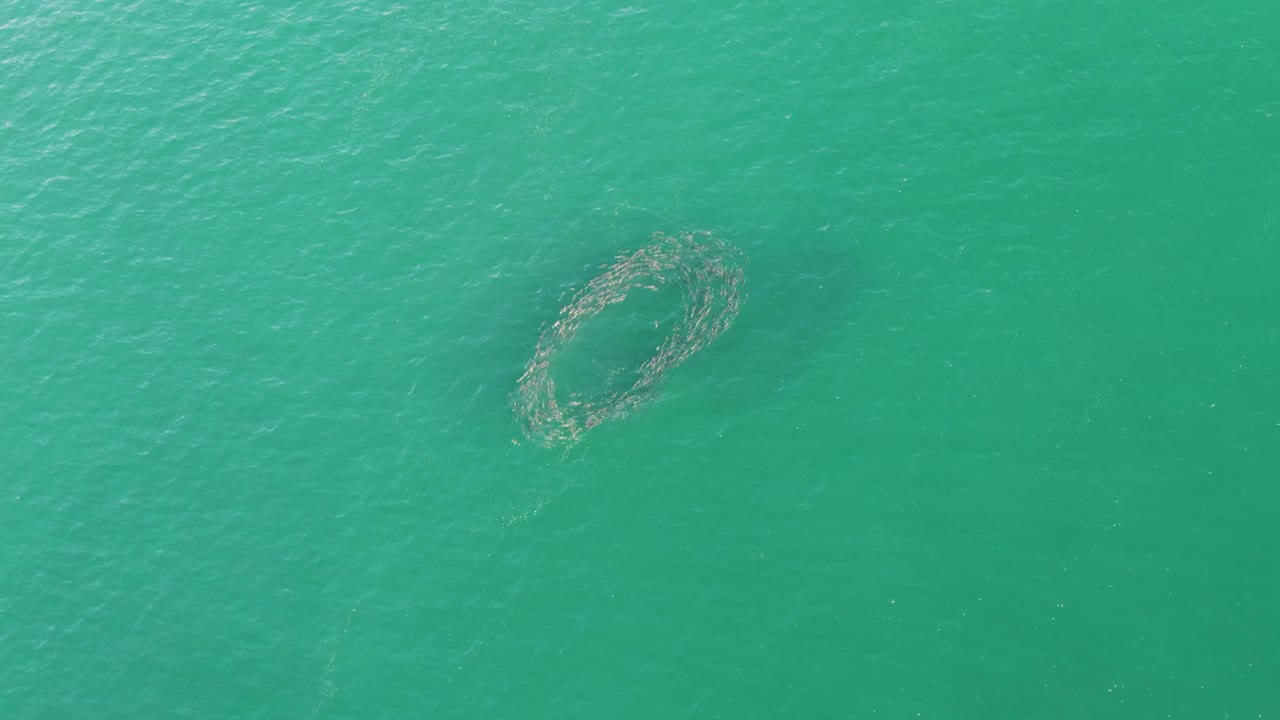 At Buzzards Beach in Baja California Sur, a school of fish forms a loose oval ring in turquoise ocean water near the upper left of the frame, with no visible people.