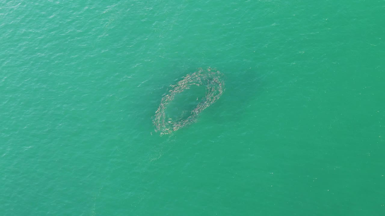 Circular fish formation in open turquoise water.