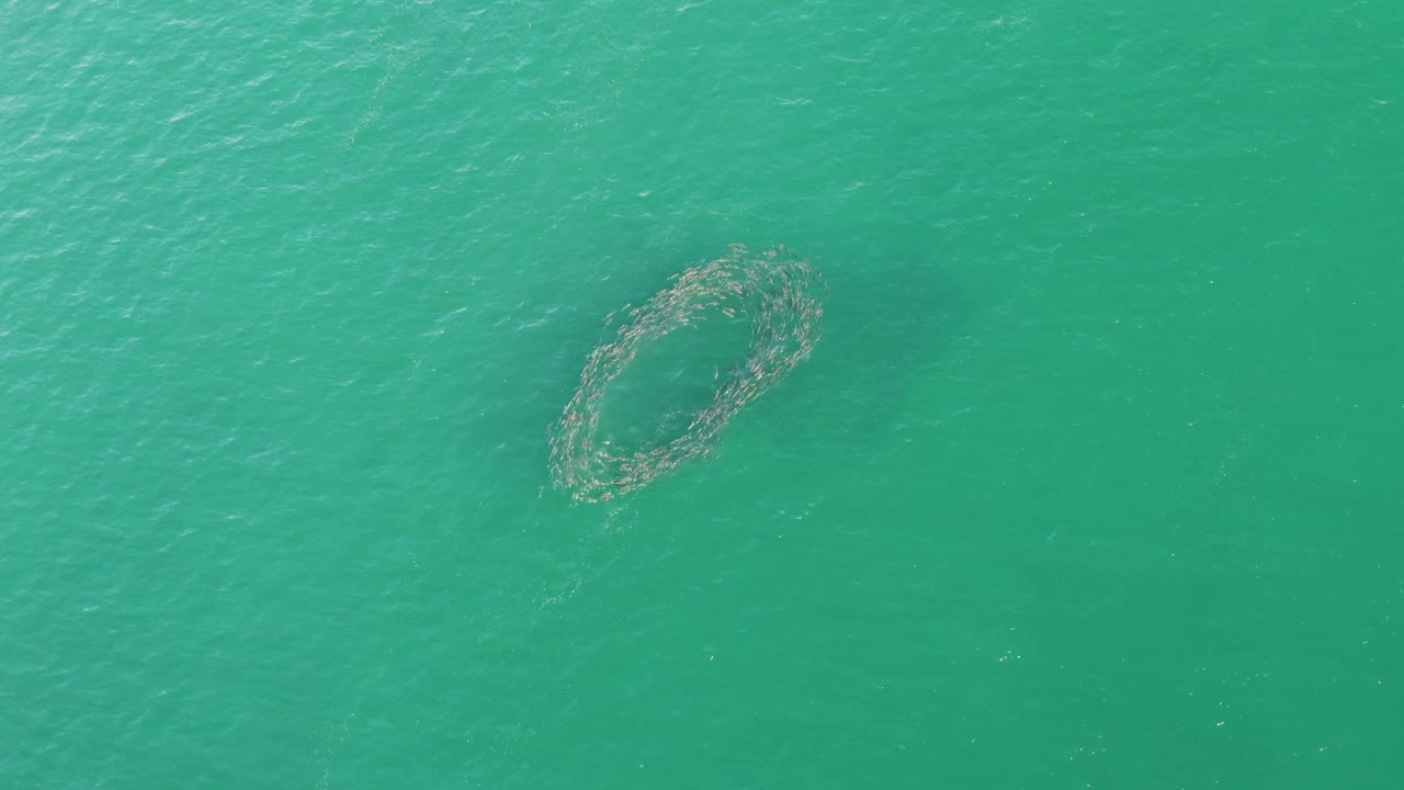 At Buzzards Beach in Baja California Sur, the fish school appears as a compact oval ring near the upper right of the aerial frame, surrounded by teal surface texture and no visible people.