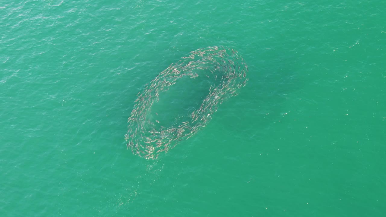 Fish school circling in turquoise ocean water
