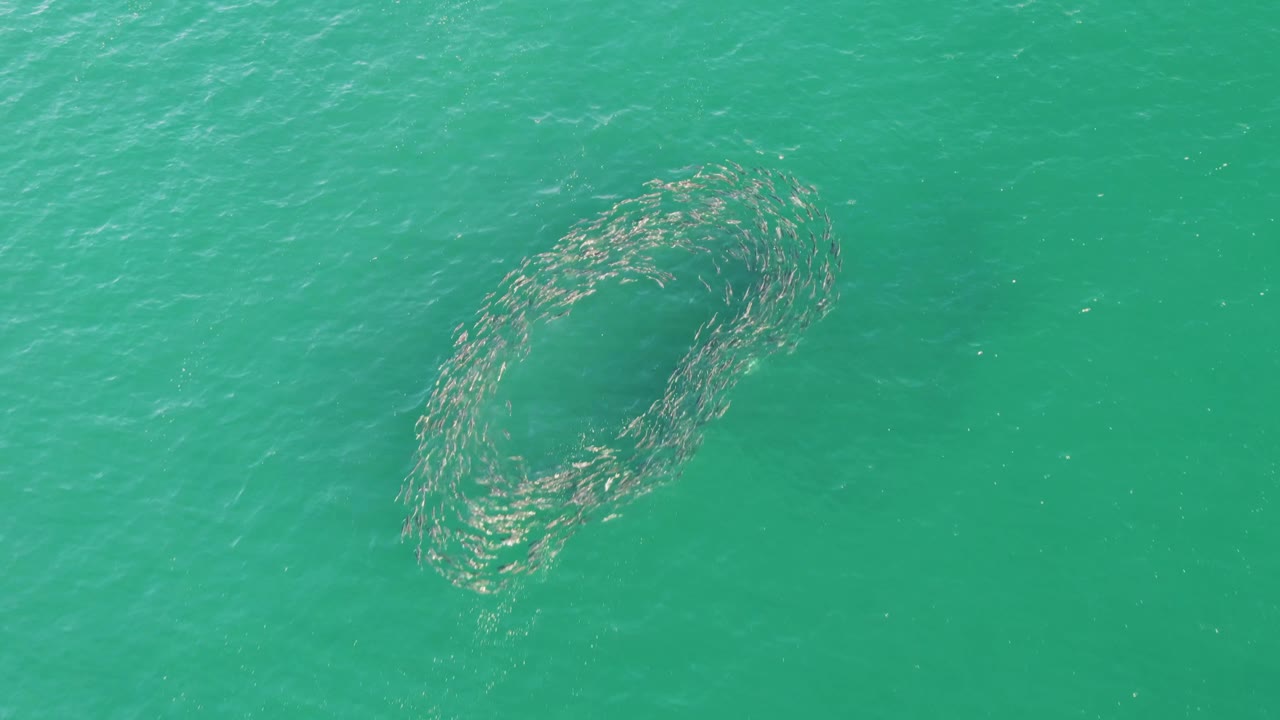 At Buzzards Beach in Baja California Sur, the fish school tightens into a rounded spiral shape under clear turquoise water, with no visible people.