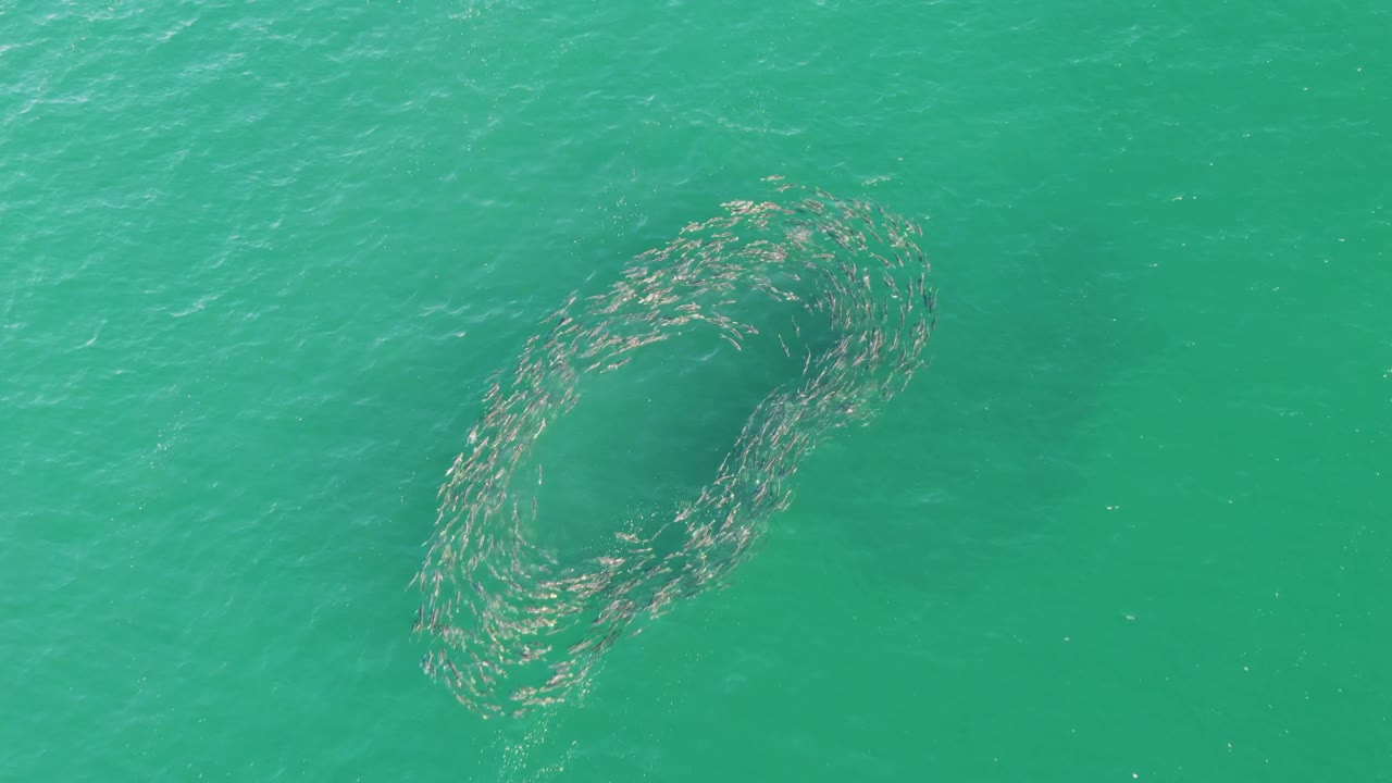 At Buzzards Beach in Baja California Sur, the fish school appears as a dense loop in green-blue ocean water, with ripples across the surface and no visible people.
