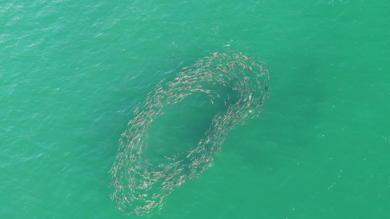 At Buzzards Beach in Baja California Sur, the fish school widens into a curved ring with a darker center visible through turquoise water, and no visible people.
