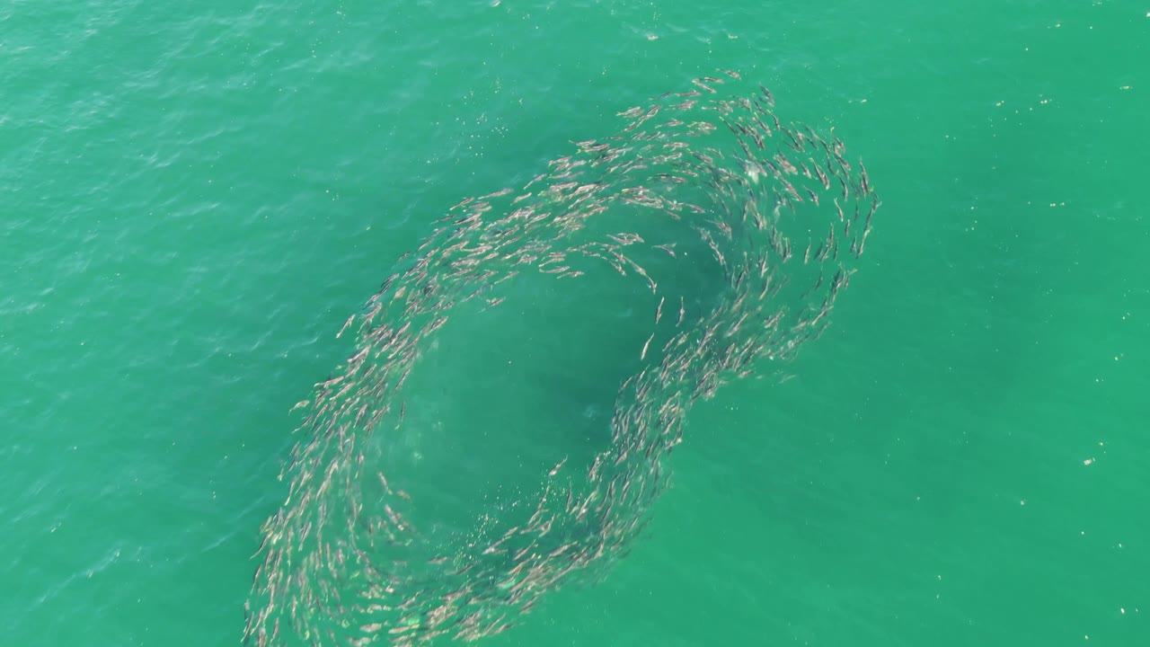 School of fish forming a ring in turquoise ocean water.