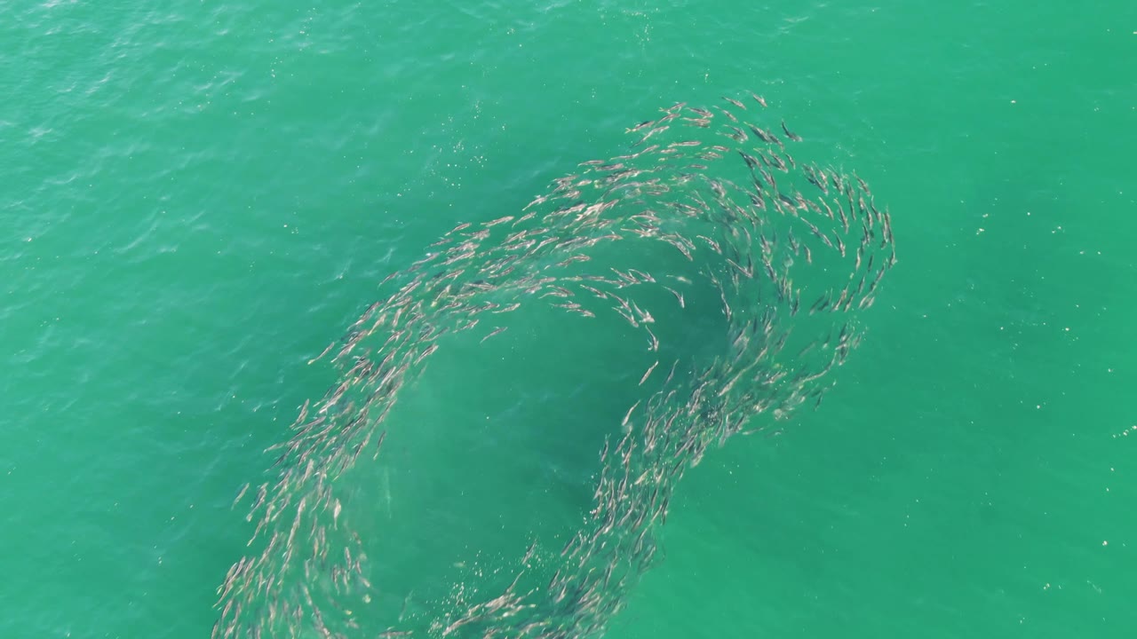At Buzzards Beach in Baja California Sur, the fish school bends into a denser curved loop near the center of clear turquoise water with no visible people.