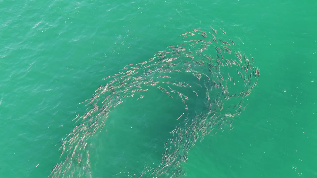 At Buzzards Beach in Baja California Sur, an elongated ring of fish stretches diagonally through turquoise ocean water, with small ripples and no visible people.