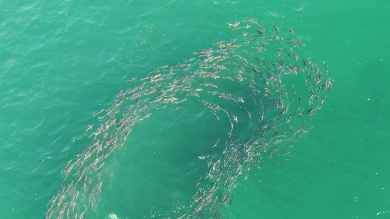 At Buzzards Beach in Baja California Sur, the school forms a broader open loop in green-blue ocean water, with darker water beneath and no visible people.