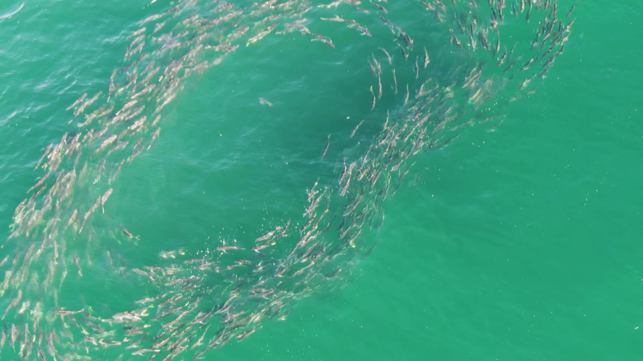 School of fish forming a curved spiral in turquoise water