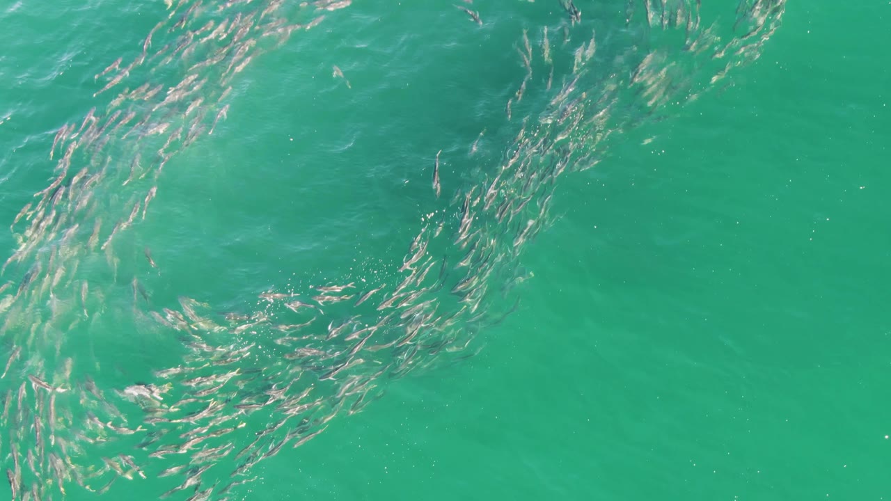 At Buzzards Beach in Baja California Sur, the fish school appears more tightly gathered into a circular swirl under green-blue water with sunlit surface texture and no visible people.